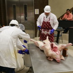 Thomas Larriviere, Mark Frenzel, and Ray Riley injecting pig
