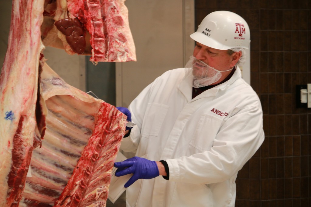 Ray Riley grading beef carcass