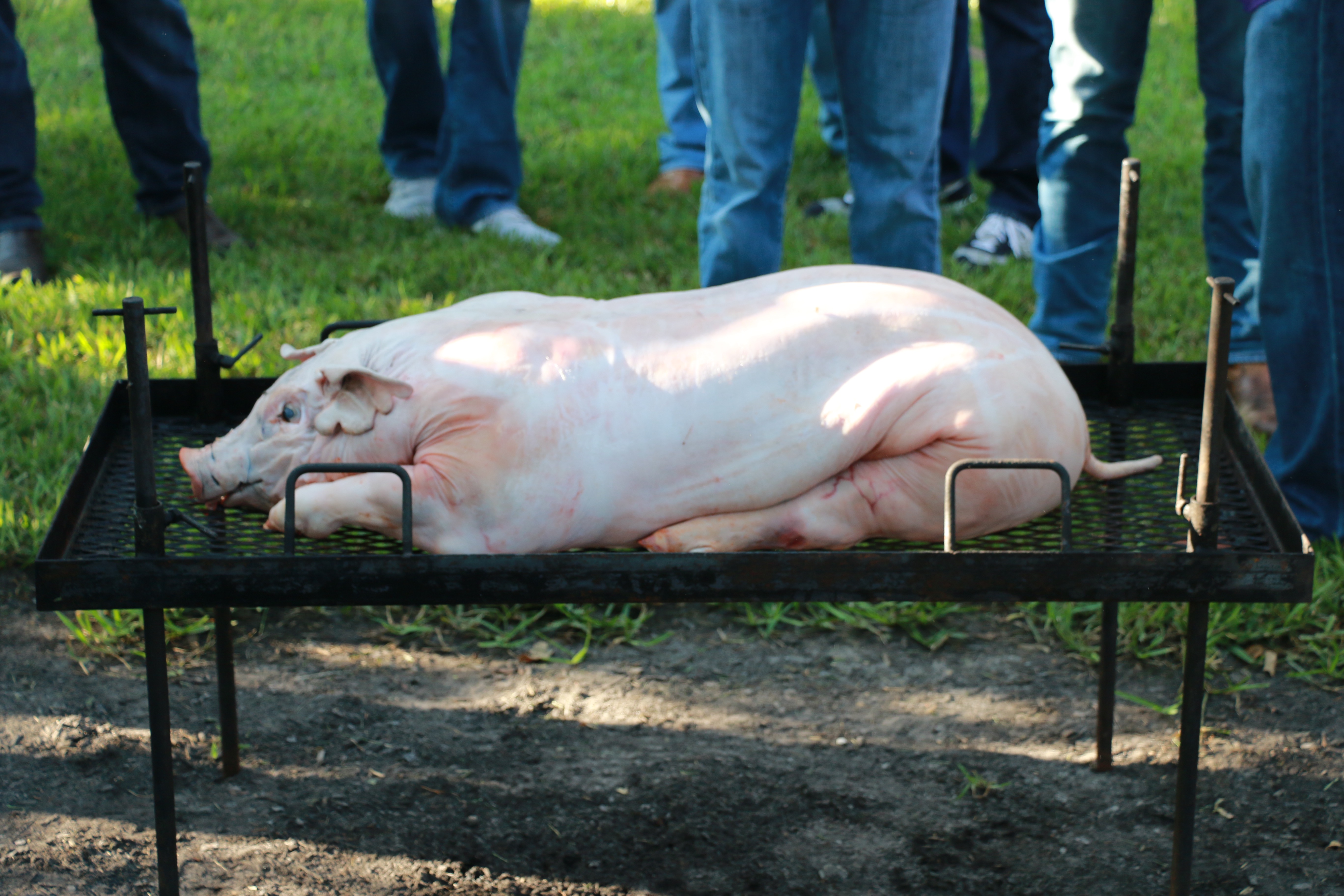 Pig on grate